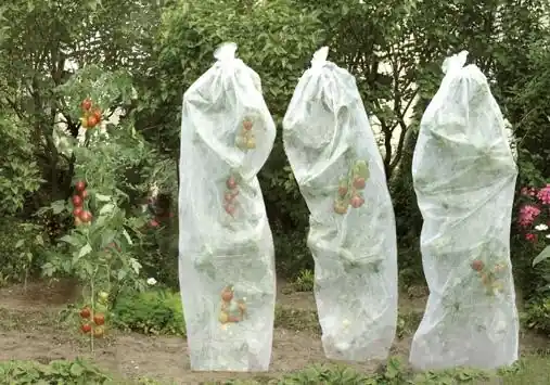 Begrenztes Angebot floraworld Tomatenreifevlies 0,8x5m 17g weiß